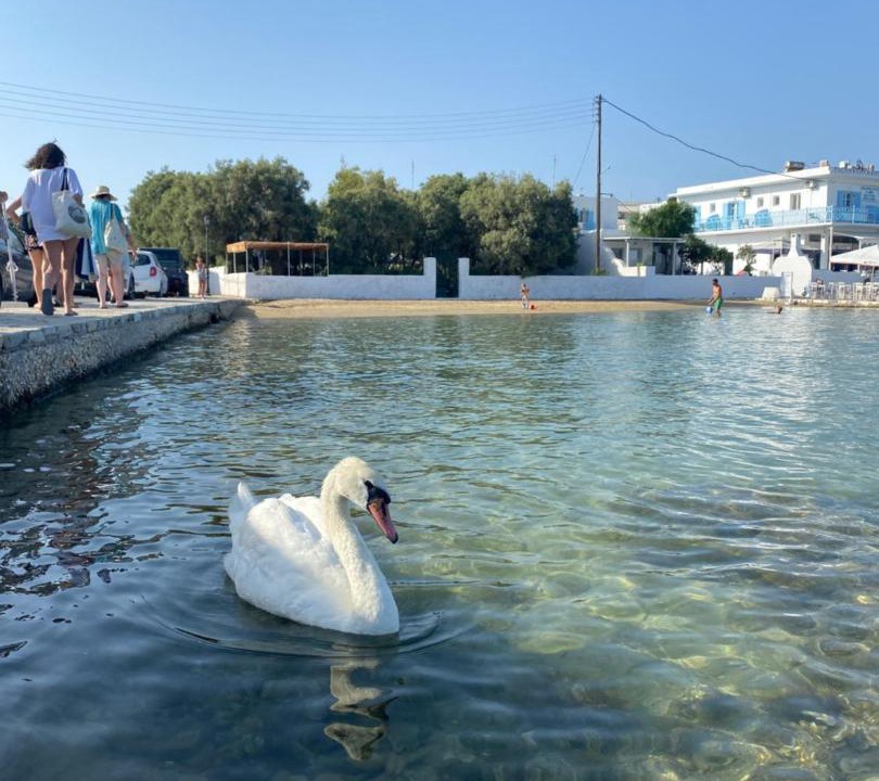 Photo of Others in Antiparos