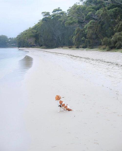 Photo of Human In Picture in Corlette