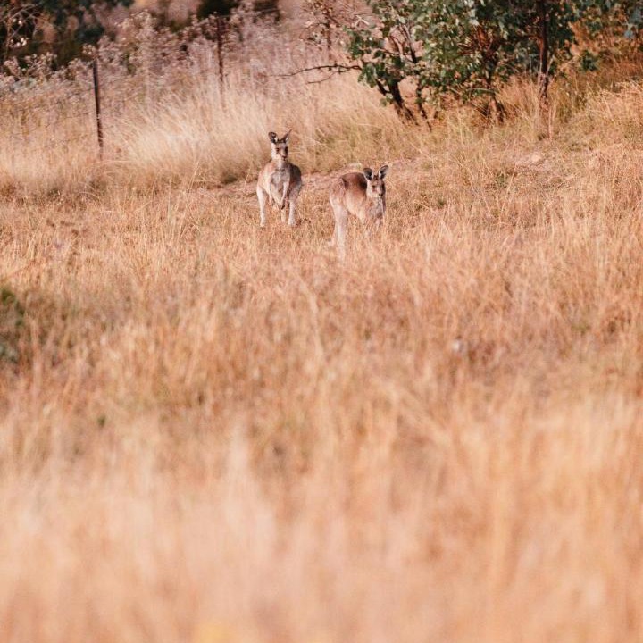 Photo of Others in Grattai