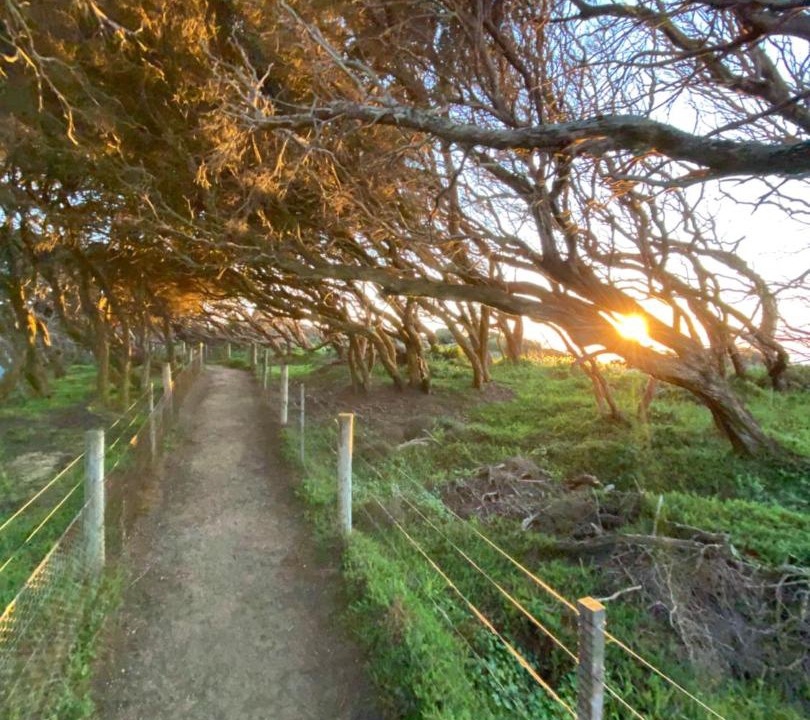 Photo of Others in Anglesea