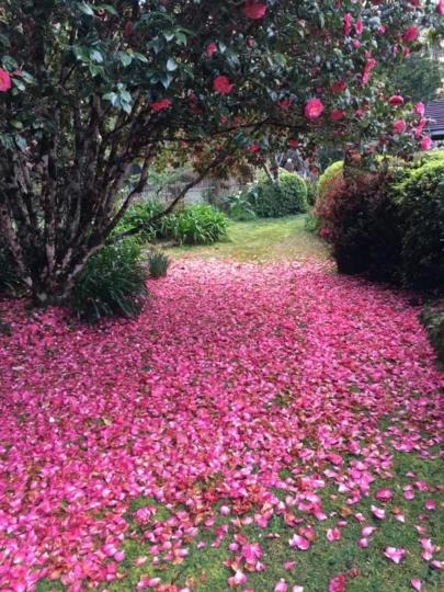 Photo of Outdoor in Springbrook