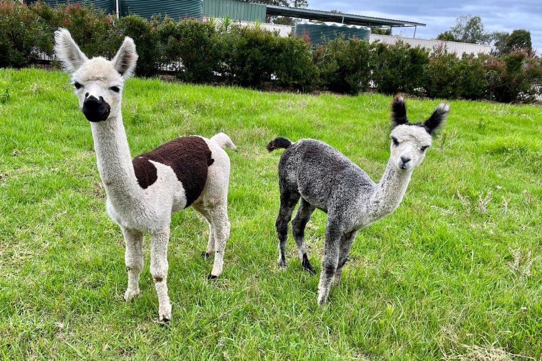 Photo of Others in Lovedale