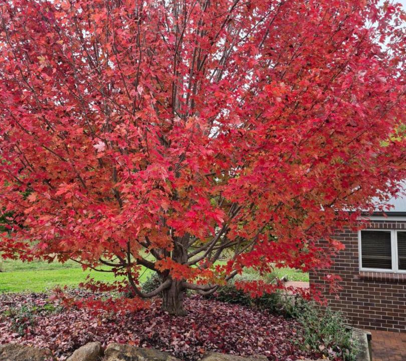 Photo of Outdoor in Armidale
