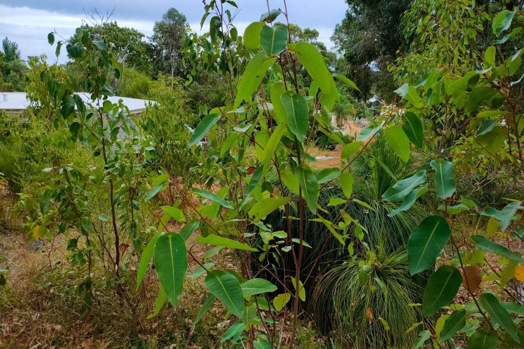 Photo of Outdoor in Nannup