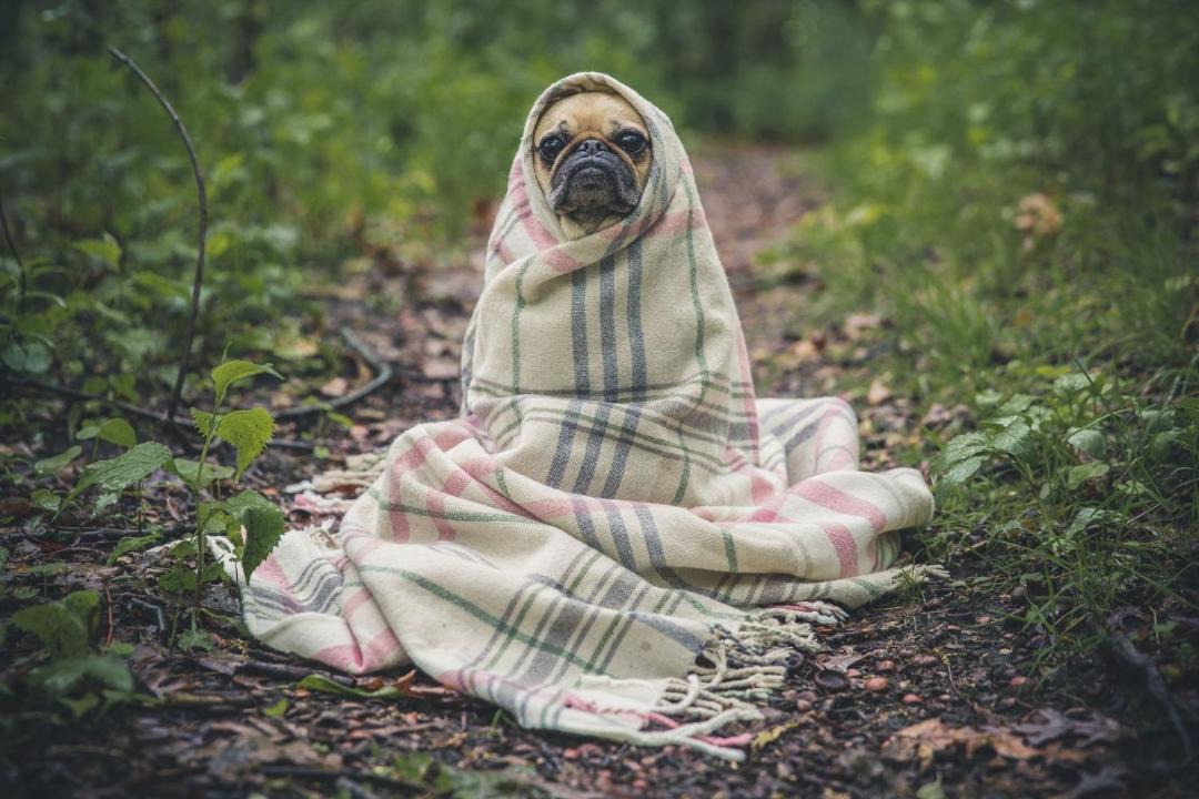 Photo of Human In Picture in Bilpin