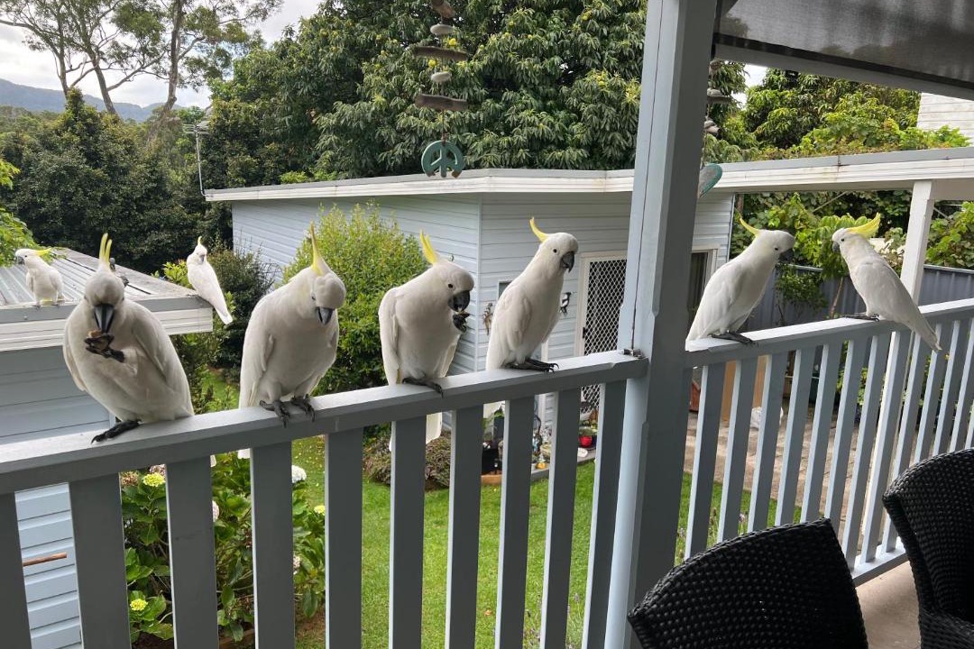 Photo of Patio Balcony in Wollongong CBD