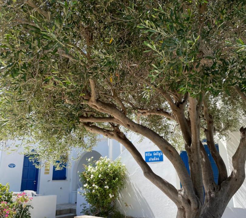 Photo of Others in Aliki