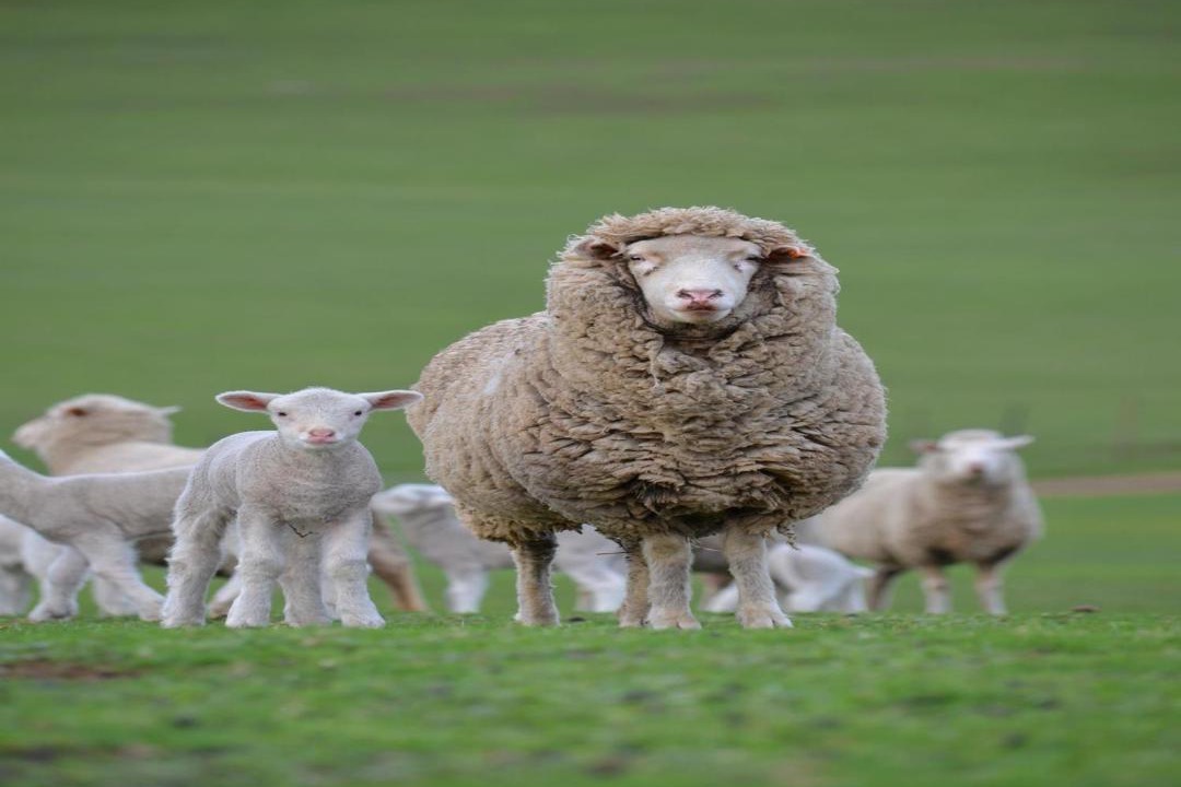 Photo of Others in Hamilton