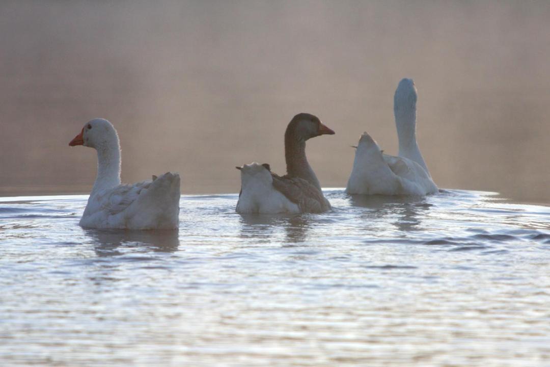 Photo of Others in Cambroon
