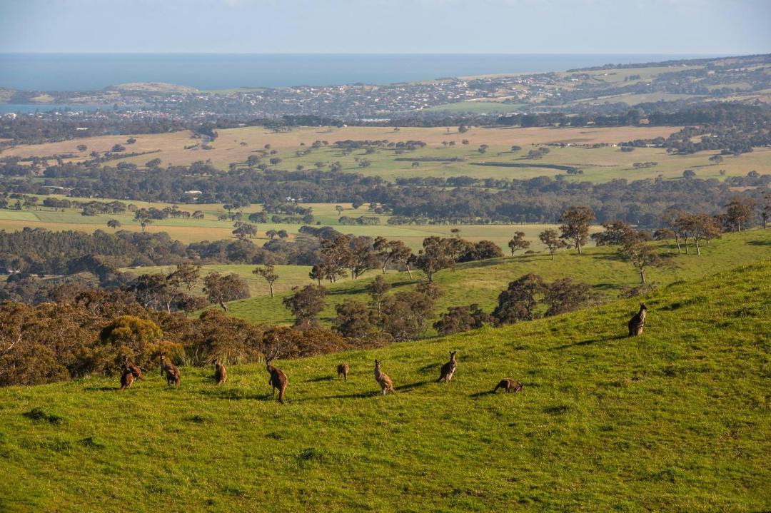 Photo of Others in Hindmarsh Valley