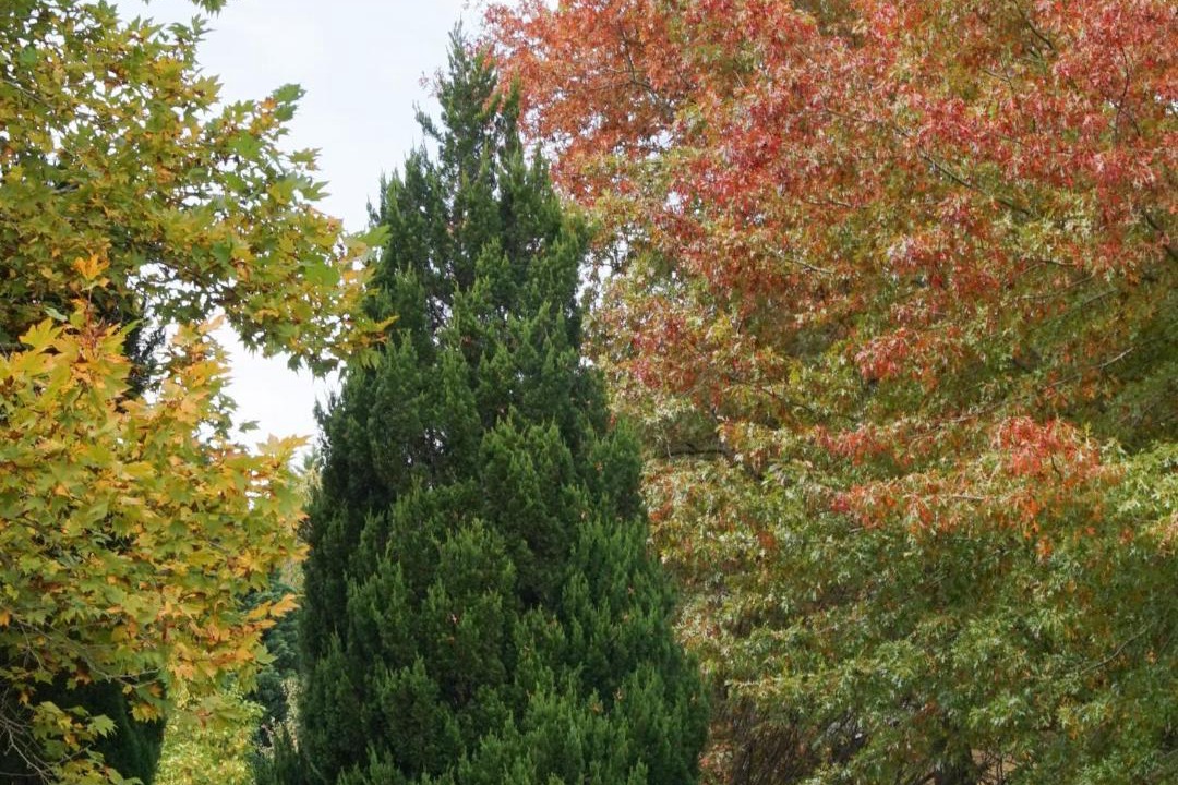 Photo of Outdoor in Berry