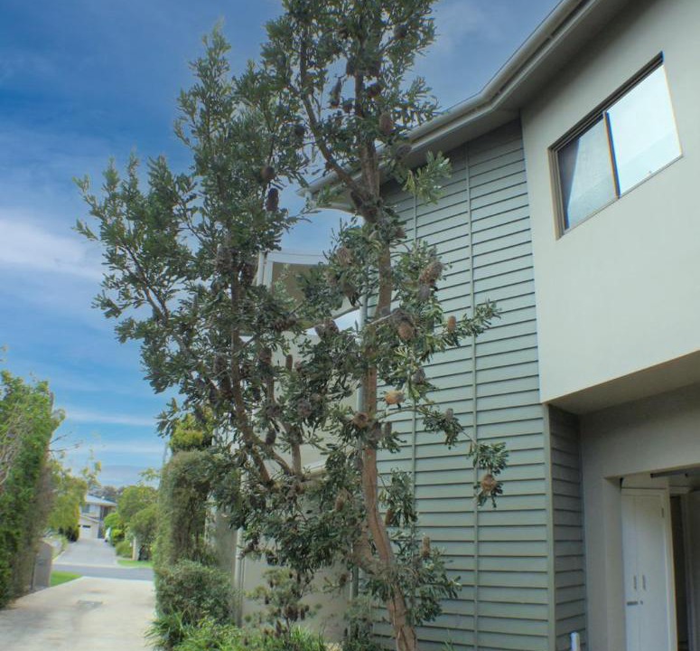 Photo of Buildings in Merimbula
