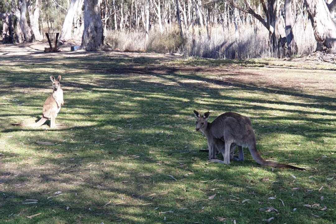 Photo of Others in Paringa