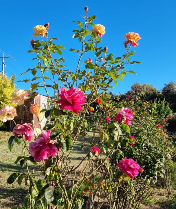 Photo of Outdoor in Omeo