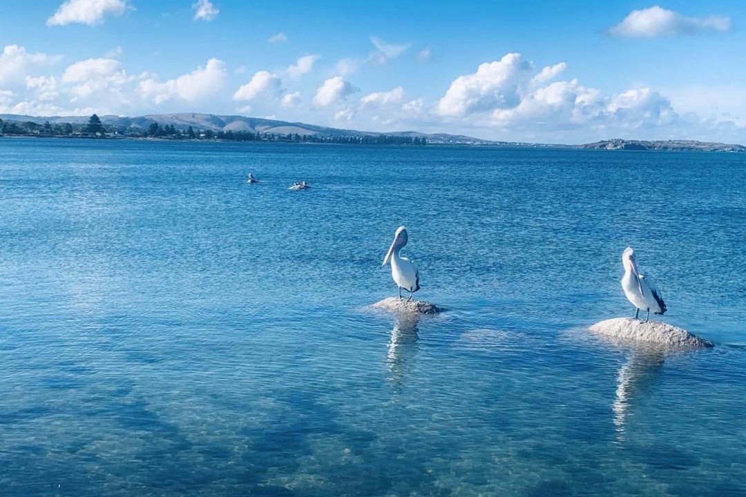 Photo of Others in Encounter Bay