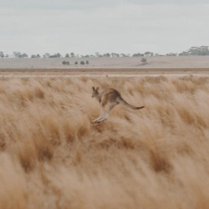 Photo of Others in Willaura