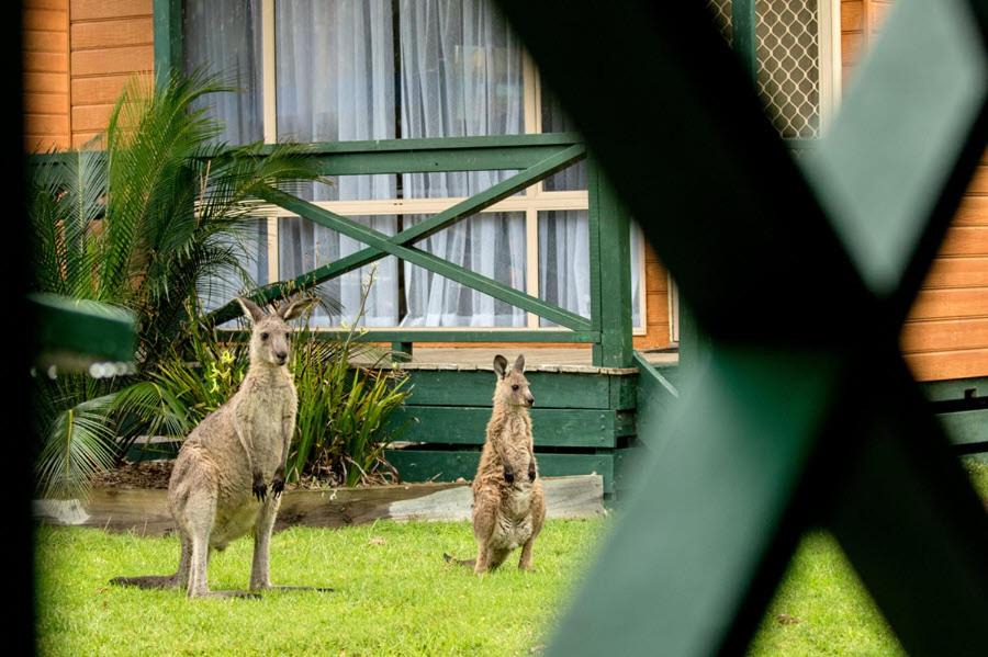Photo of Others in Moruya Heads