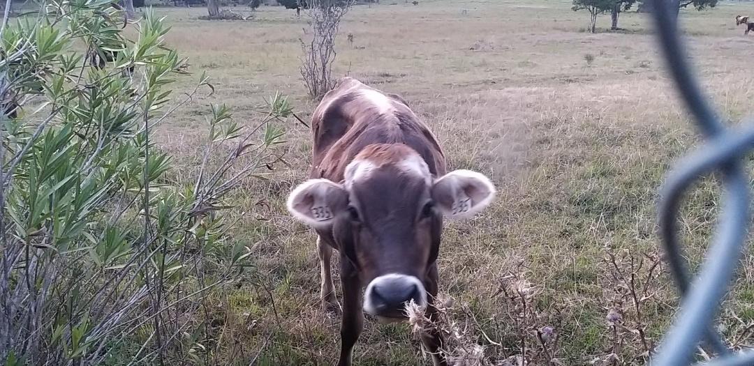 Photo of Others in Taree South