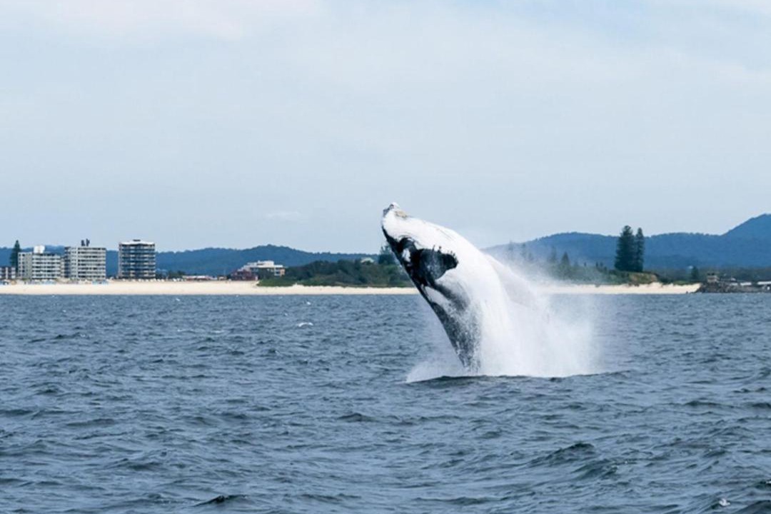 Photo of Others in Forster