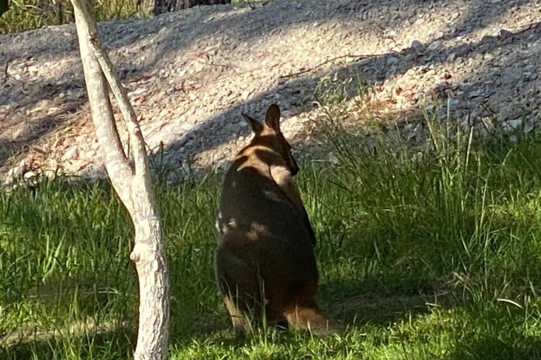 Photo of Others in Blueys Beach