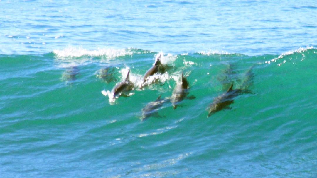 Photo of Others in Mollymook
