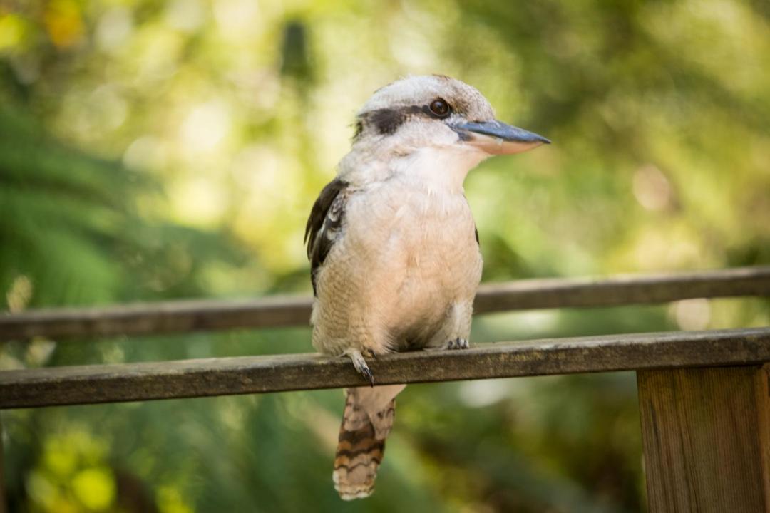 Photo of Others in Healesville