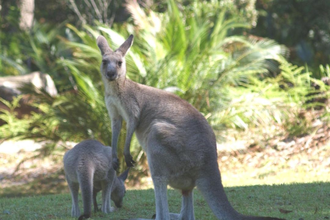 Photo of Human In Picture in South Durras