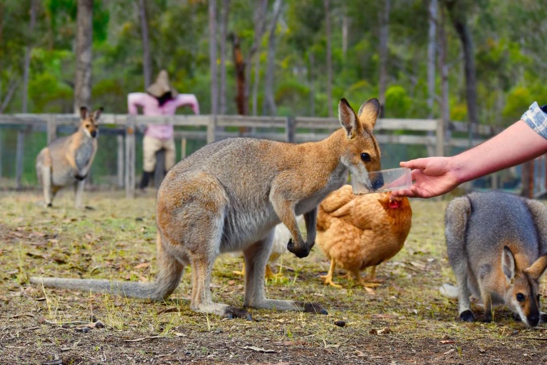 Photo of Others in Scenic Rim Regional