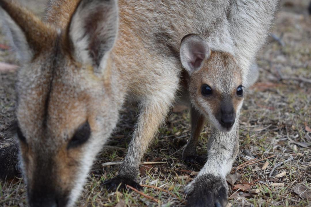 Photo of Others in Scenic Rim Regional