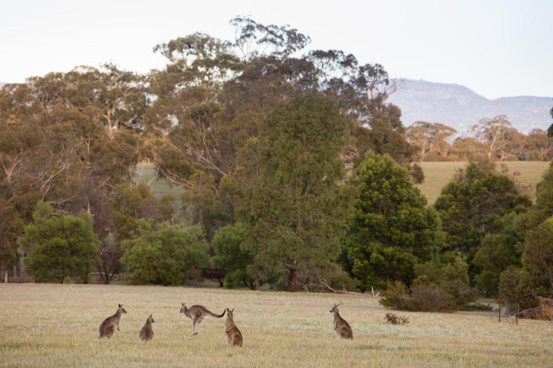 Photo of Outdoor in Halls Gap