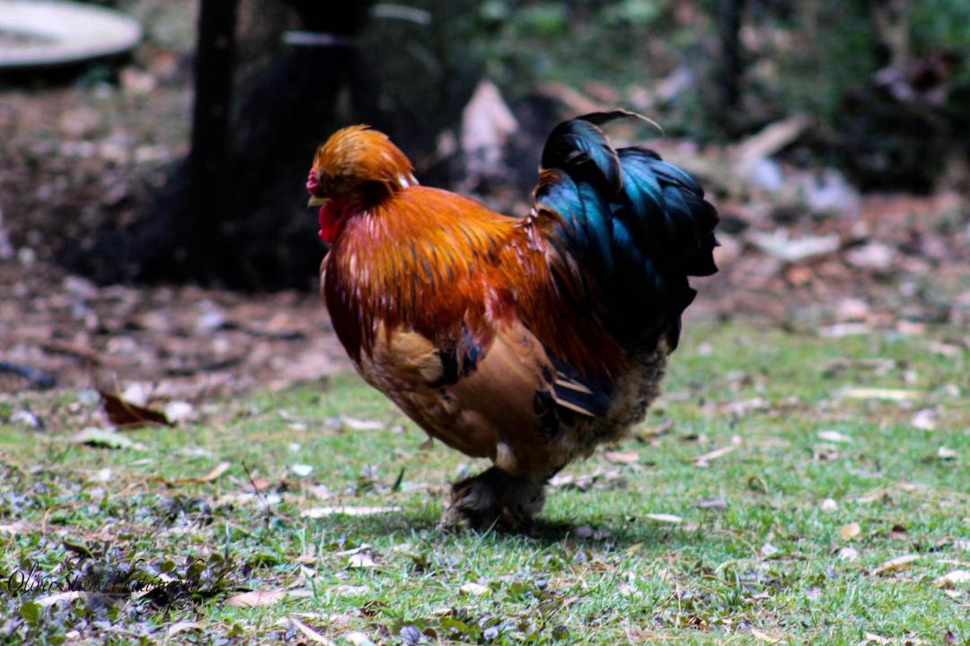 Photo of Others in Mount Tomah