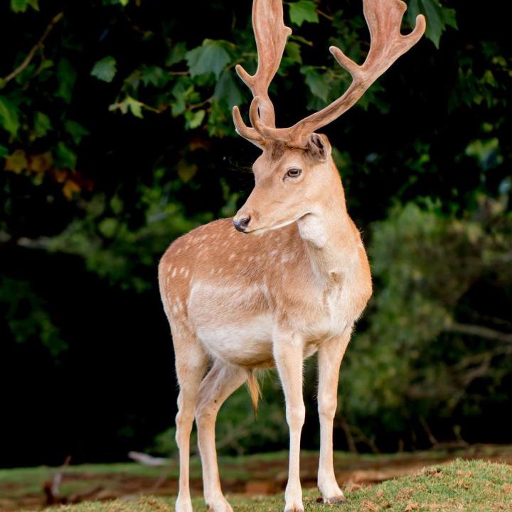 Photo of Others in Dorrigo Mountain
