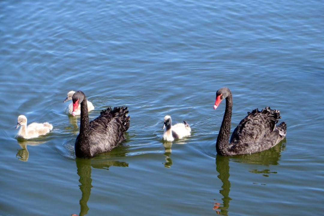 Photo of Others in South Yunderup