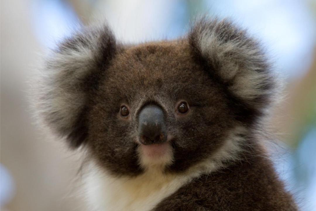 Photo of Others in Cape Otway