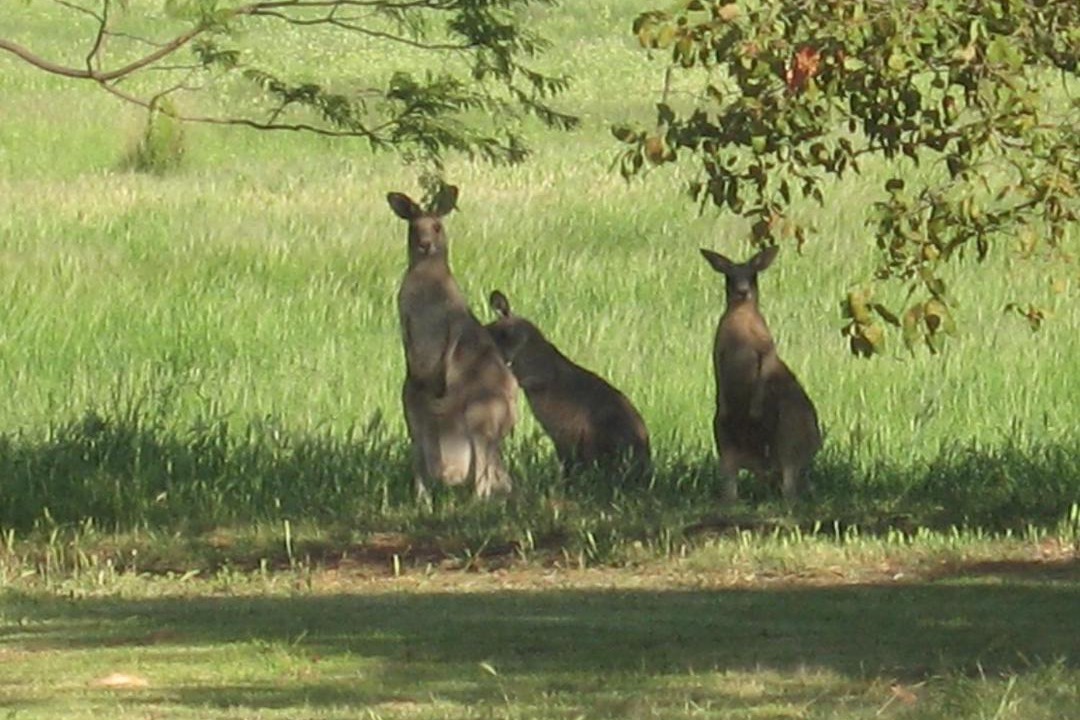 Photo of Others in Mugga Downs