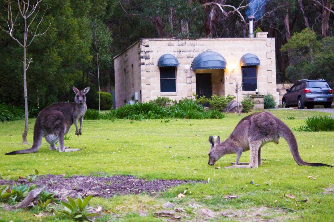 Photo of Others in Halls Gap