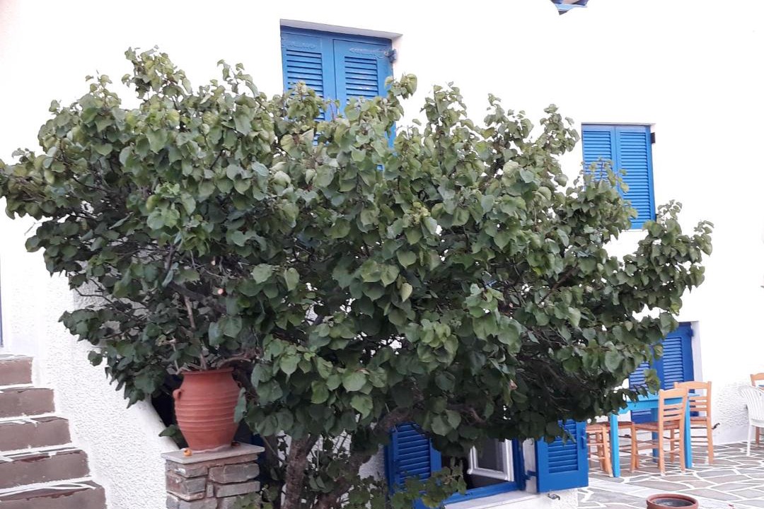 Photo of Others in Aliki